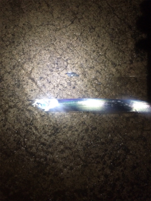 まだまだ小さい