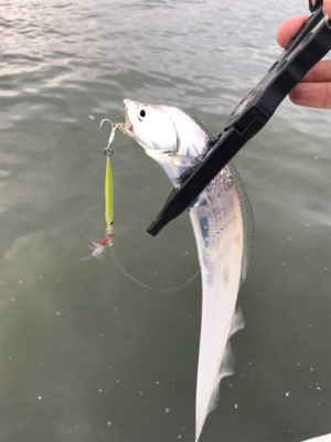 オカズ確保指令（笑）