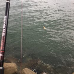 夕方雨が止んでいたのでー