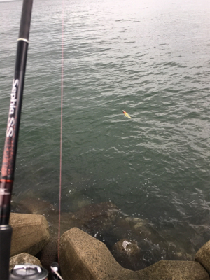 夕方雨が止んでいたのでー