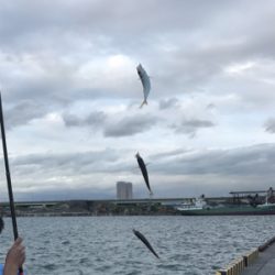 今日はサビキで。