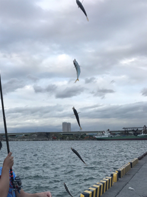 今日はサビキで。