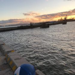 昼から4時間 サヨリ釣り