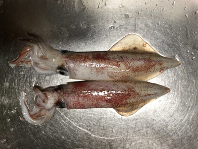 ソコソコサイズのケンサキ