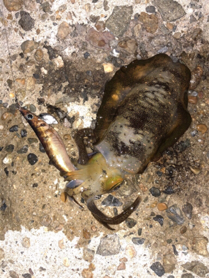 明日の晩ごはん