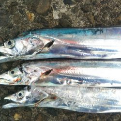 辰巳でシーバスとタチウオ