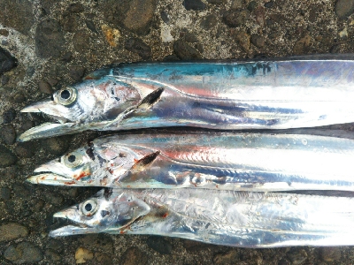 辰巳でシーバスとタチウオ