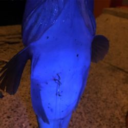 アナゴ釣りでまさかの･･･