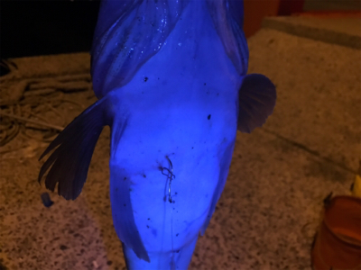 アナゴ釣りでまさかの･･･