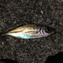 (‘-‘ 鯵)з(‘-‘ 鯖)з