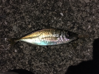 (‘-‘ 鯵)з(‘-‘ 鯖)з