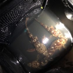 高砂ガシリング