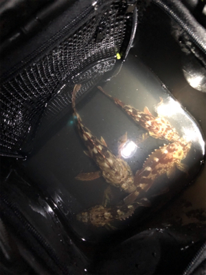 高砂ガシリング