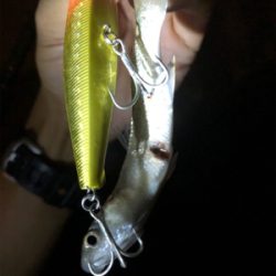 シーバススーパーボイル！