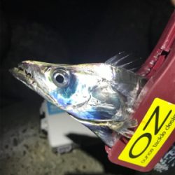 とうとうホームにも、やってきた！