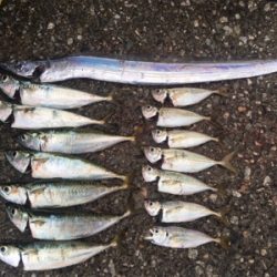 2018年タチウオゲーム開幕