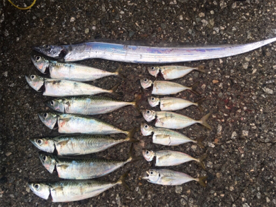 2018年タチウオゲーム開幕