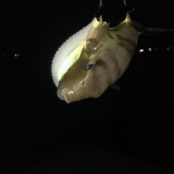 アオリを求めて(和歌山由良編)