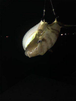 アオリを求めて(和歌山由良編)