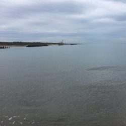 サゴ・サゴ・ガッシー