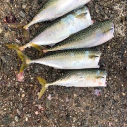 台風明けて初めての釣行