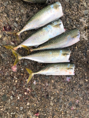 台風明けて初めての釣行