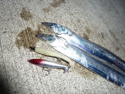 ちょっとだけタチウオ。