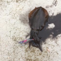 仕事前の新子調査