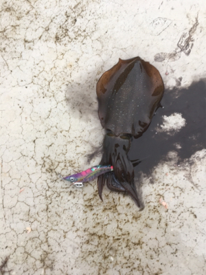 仕事前の新子調査