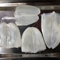 アオリとケンサキ