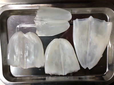 アオリとケンサキ