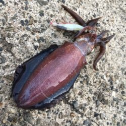 短時間エギング