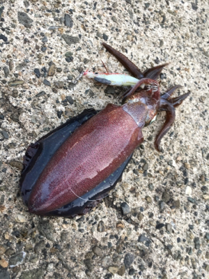 短時間エギング