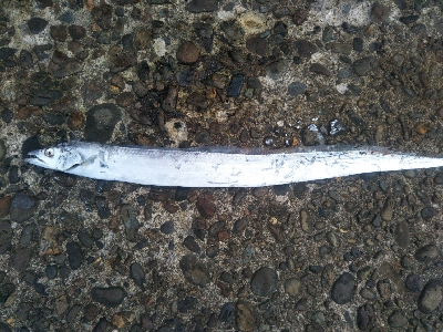 辰巳でタチウオとチヌ