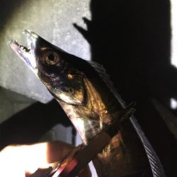 ひっさびさタチウオ釣行