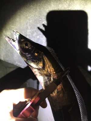 ひっさびさタチウオ釣行