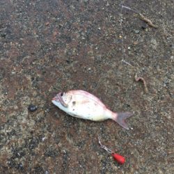 カワハギはどこへ