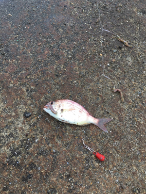 カワハギはどこへ