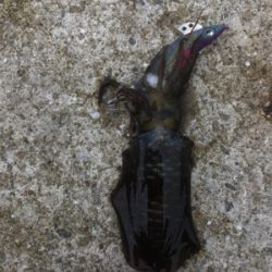 まだまだ小さい