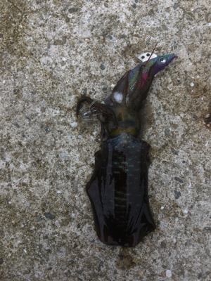 まだまだ小さい