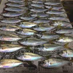 アジからのタチウオ