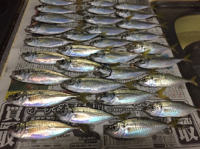 アジからのタチウオ