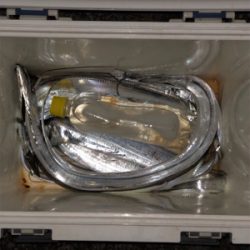 ビンビン太刀魚