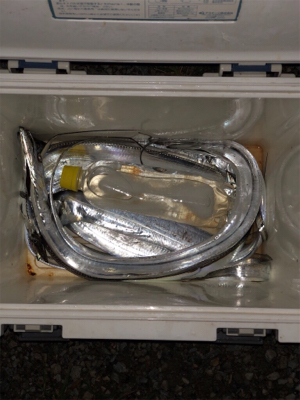 ビンビン太刀魚