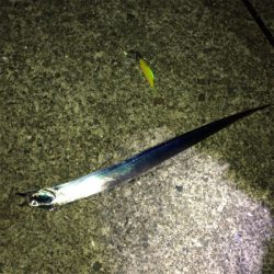 タチウオワインド好調だがサイズは小ぶり