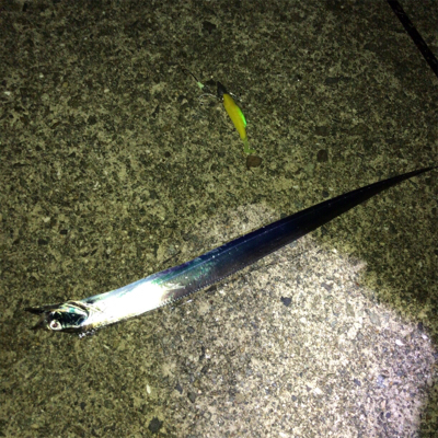 タチウオワインド好調だがサイズは小ぶり