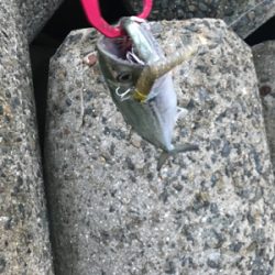 サゴシとサバ(T . T)