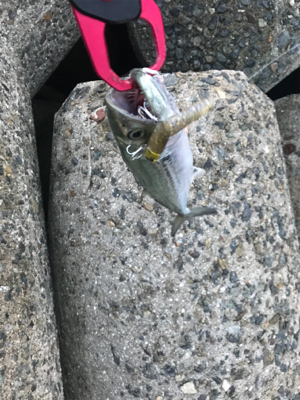 サゴシとサバ(T . T)