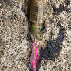 秋イカを求めて