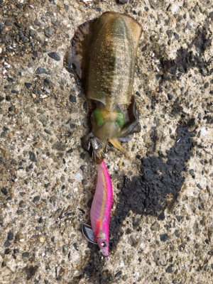 秋イカを求めて